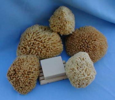 Sea Wool Sponge