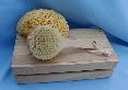 Body Brush