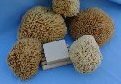 Sea Wool Sponge
